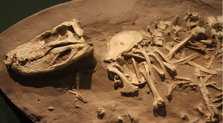 Crânio de dinossauro marinho é descoberto no sul da Inglaterra