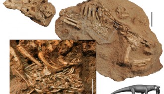 Foto: Divulgação Esqueleto do Aplestosuchus sordidus. Detalhe na figura A mostra detalhes do conteúdo abdominal encontrado
