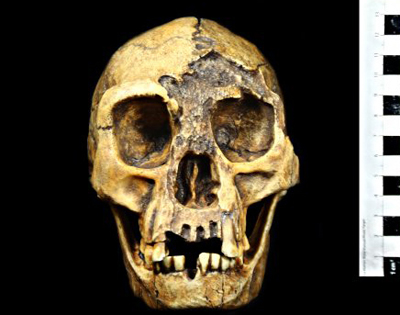 Homo florensiensis Foto: Museu Virtual da Evolução Humana/LEEH/IB